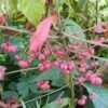 Euonymus Europaeus 'Red Cascade' -Herbalife Shop pl0000003813