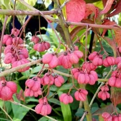 Euonymus Europaeus 'Red Cascade' -Herbalife Shop pl0000003813 card2 lg