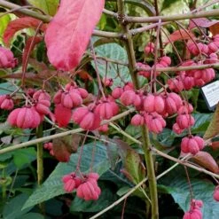 Euonymus Europaeus 'Red Cascade' -Herbalife Shop pl0000003813 card3 lg