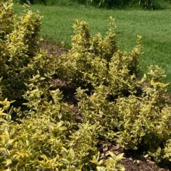 Euonymus Fortunei 'Emerald 'n' Gold' -Herbalife Shop pl0000003818 card2 lg
