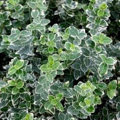 Euonymus Fortunei 'Emerald Gaiety' -Herbalife Shop pl0000003820 card2 lg