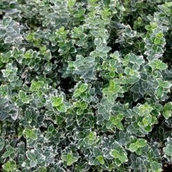 Euonymus Fortunei 'Emerald Gaiety' -Herbalife Shop pl0000003820 card3 lg