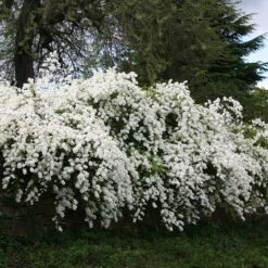 Exochorda × Macrantha 'The Bride' 7 Exochorda × Macrantha 'The Bride' -Herbalife Shop pl0000003839 card2 lg