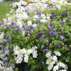 Exochorda × Macrantha 'The Bride' 8 Exochorda × Macrantha 'The Bride' -Herbalife Shop pl0000003839 card3 lg