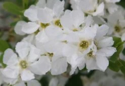 Exochorda × Macrantha 'The Bride' 9 Exochorda × Macrantha 'The Bride' -Herbalife Shop pl0000003839 card4 lg