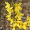 Forsythia × Intermedia 'Lynwood Variety' -Herbalife Shop pl0000003849