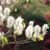 Fothergilla Major