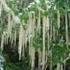 Garrya Elliptica 'James Roof' -Herbalife Shop pl0000003880