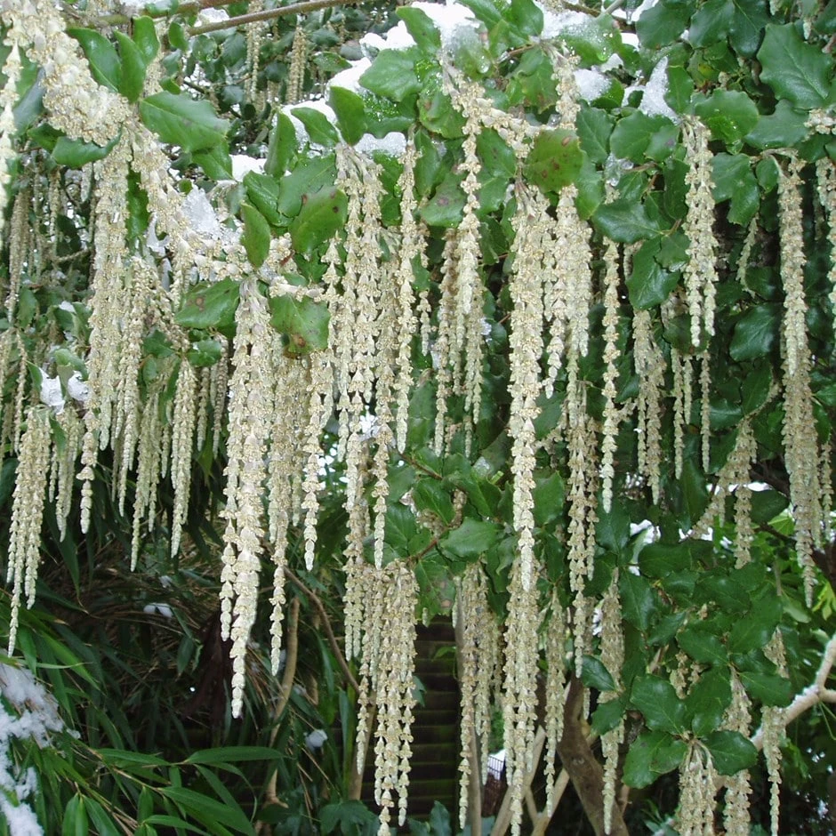 Garrya Elliptica 'James Roof' 3 Garrya Elliptica 'James Roof'