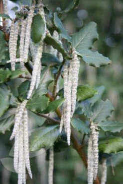 Garrya Elliptica 'James Roof' 9 Garrya Elliptica 'James Roof' -Herbalife Shop pl0000003880 card4 lg