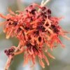 Hamamelis × Intermedia 'Jelena' -Herbalife Shop pl0000003910