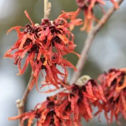 Hamamelis × Intermedia 'Jelena' -Herbalife Shop pl0000003910 card3 lg
