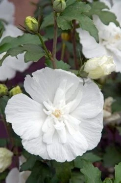 Hibiscus Syriacus White Chiffon ('Notwoodtwo') (PBR) (Chiffon Series) -Herbalife Shop pl0000003953 card5 lg