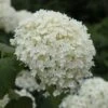 Hydrangea Arborescens 'Annabelle' -Herbalife Shop pl0000003968