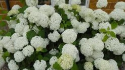 Hydrangea Arborescens 'Annabelle' 21 Hydrangea Arborescens 'Annabelle' -Herbalife Shop pl0000003968 card10 lg
