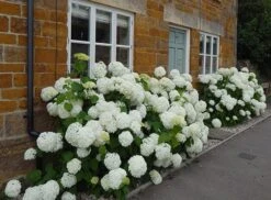 Hydrangea Arborescens 'Annabelle' 14 Hydrangea Arborescens 'Annabelle' -Herbalife Shop pl0000003968 card3 lg