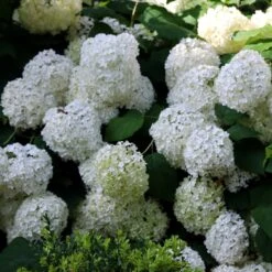 Hydrangea Arborescens 'Annabelle' 15 Hydrangea Arborescens 'Annabelle' -Herbalife Shop pl0000003968 card4 lg