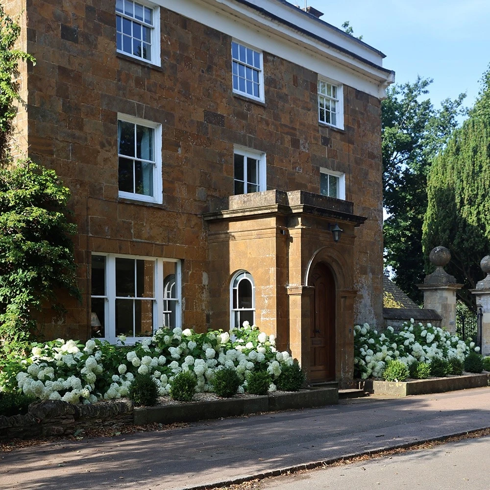 Hydrangea Arborescens 'Annabelle' 7 Hydrangea Arborescens 'Annabelle' - Image 5
