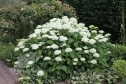 Hydrangea Arborescens 'Annabelle' 17 Hydrangea Arborescens 'Annabelle' -Herbalife Shop pl0000003968 card6 lg