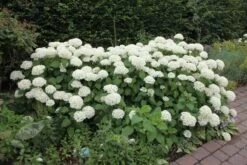 Hydrangea Arborescens 'Annabelle' 18 Hydrangea Arborescens 'Annabelle' -Herbalife Shop pl0000003968 card7 lg