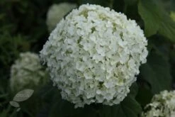 Hydrangea Arborescens 'Annabelle' 19 Hydrangea Arborescens 'Annabelle' -Herbalife Shop pl0000003968 card8 lg