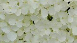 Hydrangea Arborescens 'Annabelle' 20 Hydrangea Arborescens 'Annabelle' -Herbalife Shop pl0000003968 card9 lg