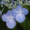 Hydrangea Macrophylla 'Mariesii Perfecta' -Herbalife Shop pl0000003981