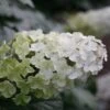 Hydrangea Quercifolia Snow Queen ('Flemygea') 2 Hydrangea Quercifolia Snow Queen ('Flemygea') -Herbalife Shop pl0000003990