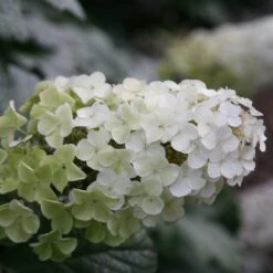 Hydrangea Quercifolia Snow Queen ('Flemygea')