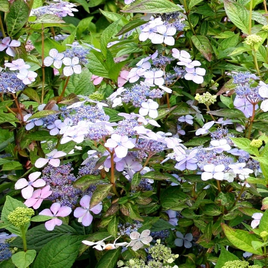 Hydrangea Serrata 'Bluebird' 3 Hydrangea Serrata 'Bluebird'