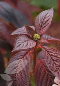 Hydrangea Serrata 'Bluebird' 9 Hydrangea Serrata 'Bluebird' -Herbalife Shop pl0000003992 card4 lg