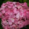 Hydrangea 'Preziosa' -Herbalife Shop pl0000003994