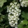Hydrangea Quercifolia Snowflake ('Brido') 1 Hydrangea Quercifolia Snowflake ('Brido') -Herbalife Shop pl0000003996