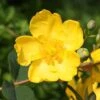 Hypericum × Hidcoteense 'Hidcote' -Herbalife Shop pl0000004004