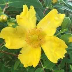 Hypericum × Hidcoteense 'Hidcote' -Herbalife Shop pl0000004004 card3 lg