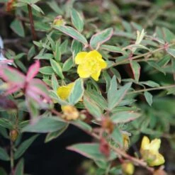 Hypericum × Moserianum 'Tricolor'