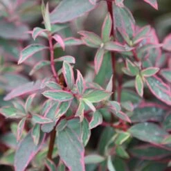 Hypericum × Moserianum 'Tricolor' 8 Hypericum × Moserianum 'Tricolor' -Herbalife Shop pl0000004007 card3 lg