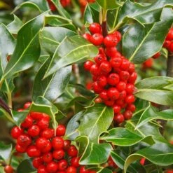 Ilex Aquifolium 'J.C. Van Tol'