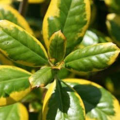 Ilex × Altaclerensis 'Golden King' -Herbalife Shop pl0000004029 card3 lg