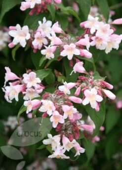 Kolkwitzia Amabilis 'Pink Cloud' -Herbalife Shop pl0000004041 card3 lg