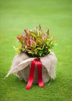 Leucothoe Scarletta ('Zeblid') -Herbalife Shop pl0000004081 card4 lg