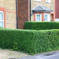 Ligustrum Ovalifolium - Privet Hedging