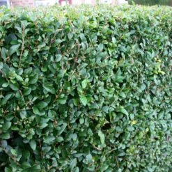 Ligustrum Ovalifolium - Privet Hedging -Herbalife Shop pl0000004093 card4 lg