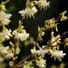 Lonicera Fragrantissima -Herbalife Shop pl0000004101