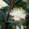 Myrtus Communis Subsp. Tarentina -Herbalife Shop pl0000004115