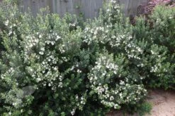 Myrtus Communis Subsp. Tarentina -Herbalife Shop pl0000004115 card2 lg