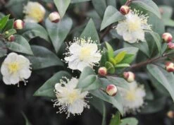 Myrtus Communis Subsp. Tarentina -Herbalife Shop pl0000004115 card3 lg