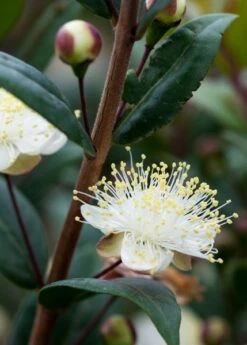 Myrtus Communis Subsp. Tarentina -Herbalife Shop pl0000004115 card4 lg