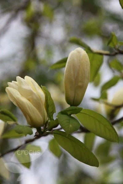 Magnolia 'Elizabeth' 5 Magnolia 'Elizabeth' - Image 3