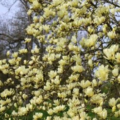 Magnolia 'Elizabeth' 10 Magnolia 'Elizabeth' -Herbalife Shop pl0000004122 card4 lg